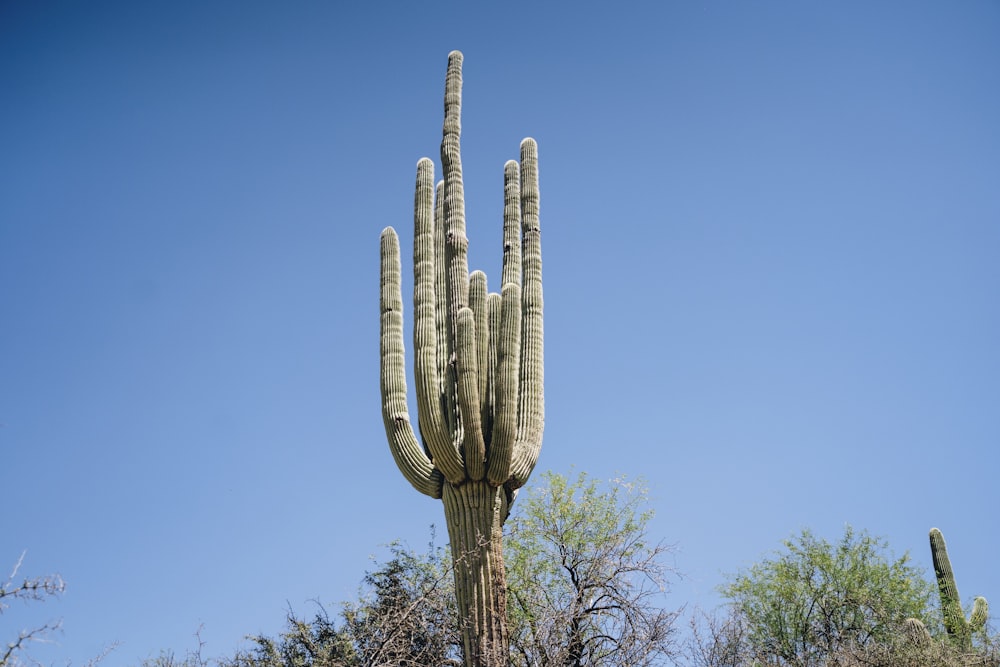 Ein hoher Kaktus mit Himmelshintergrund