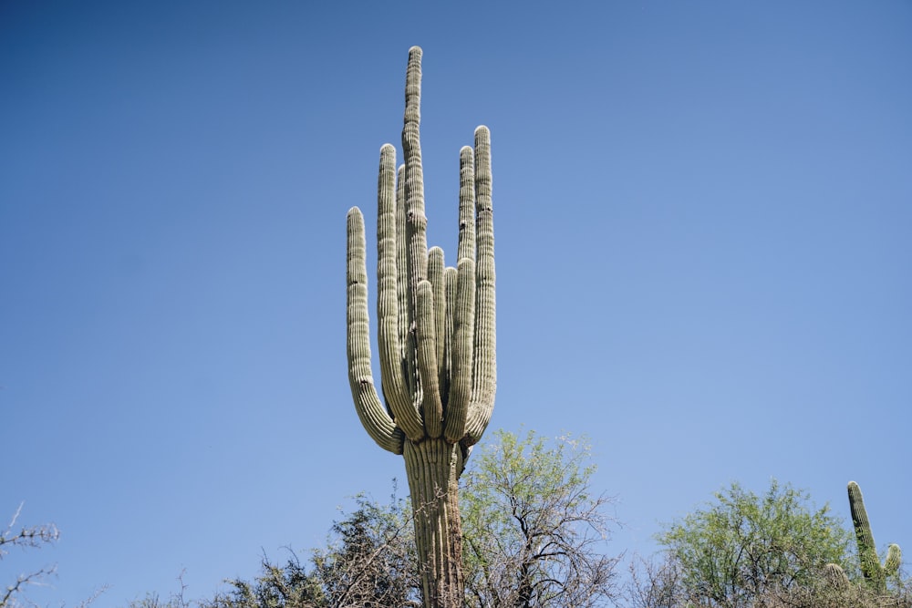 a tall cactus with a sky background