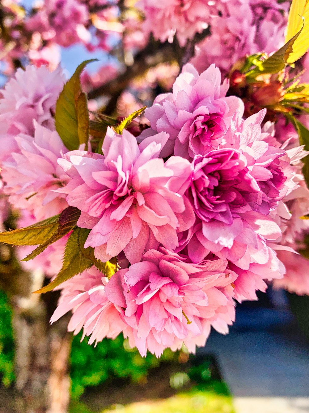 pink flowers in tilt shift lens