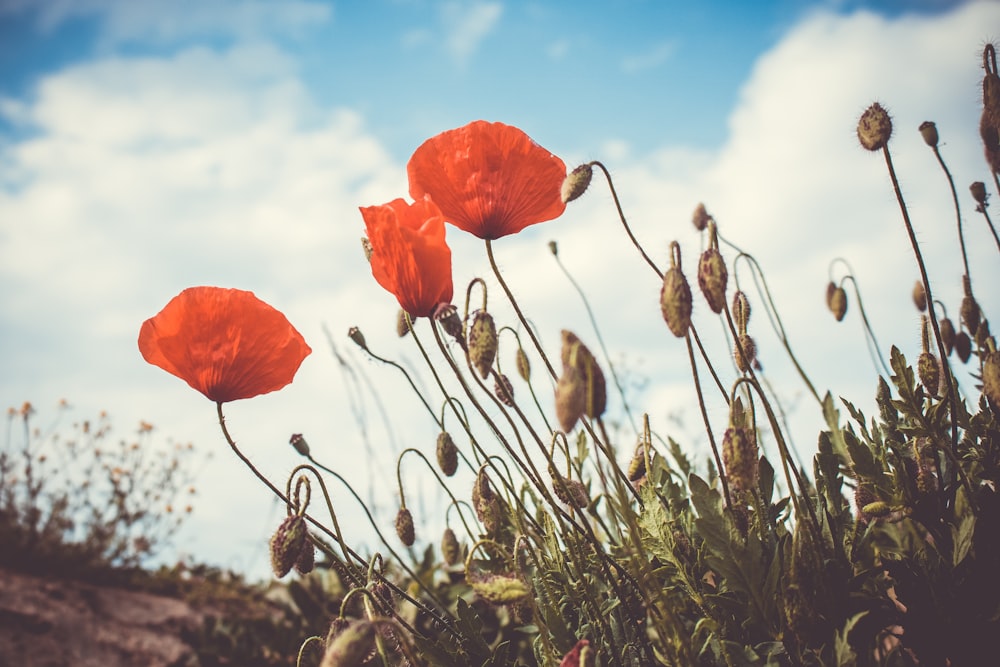 red poppy flower in bloom during daytime