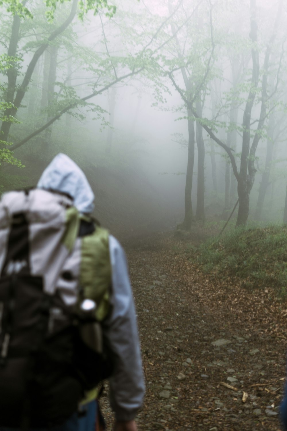 person in gray and black backpack walking on forest during foggy weather