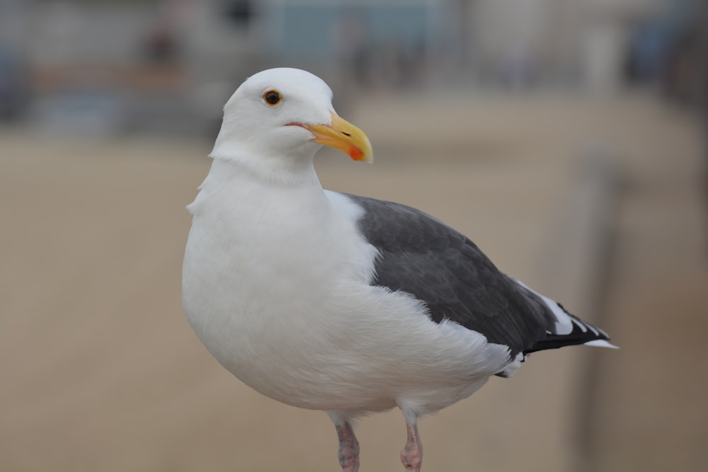 white and black bird on brown sand during daytime