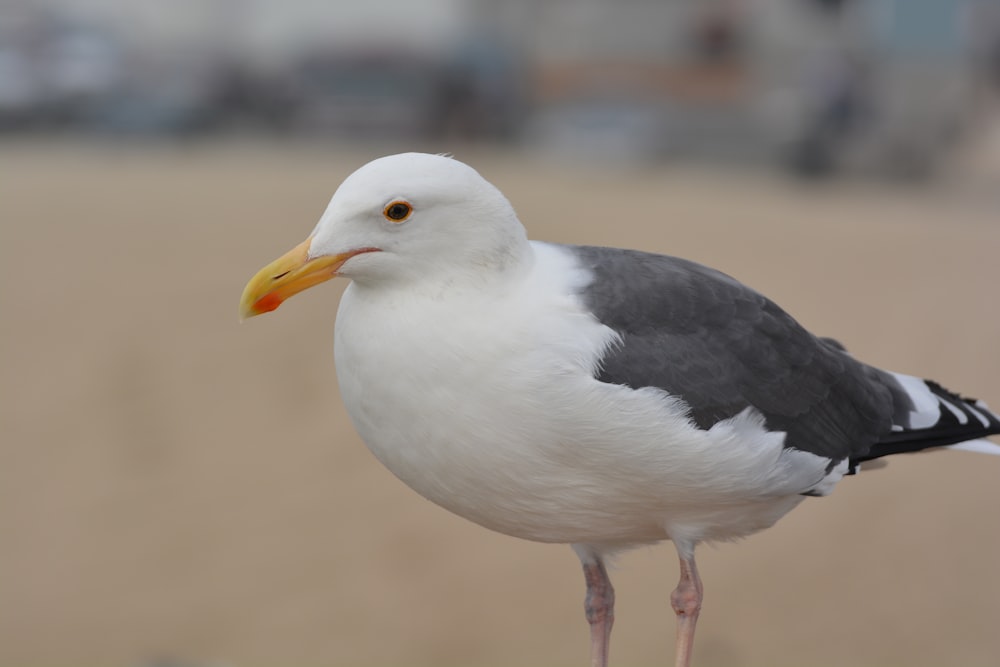 white and black bird on black and yellow birds beak