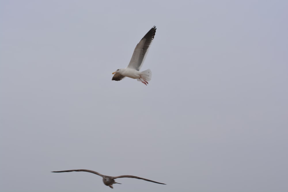 white and black bird flying during daytime