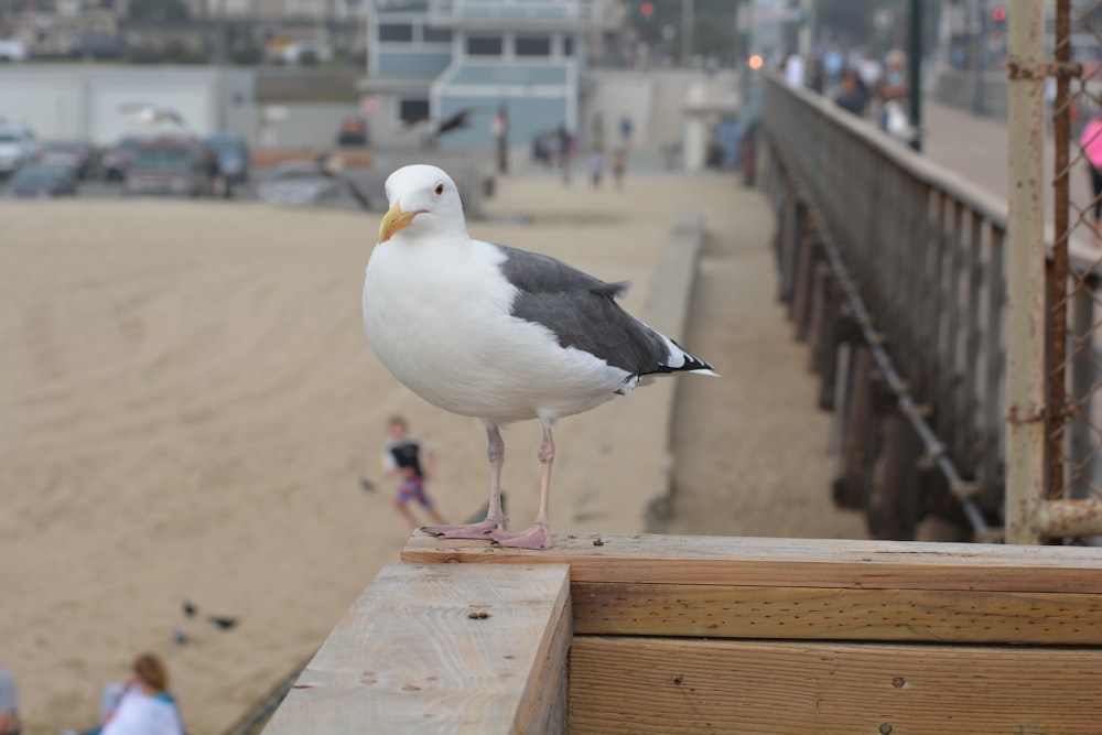 white and black bird on brown wooden fence during daytime