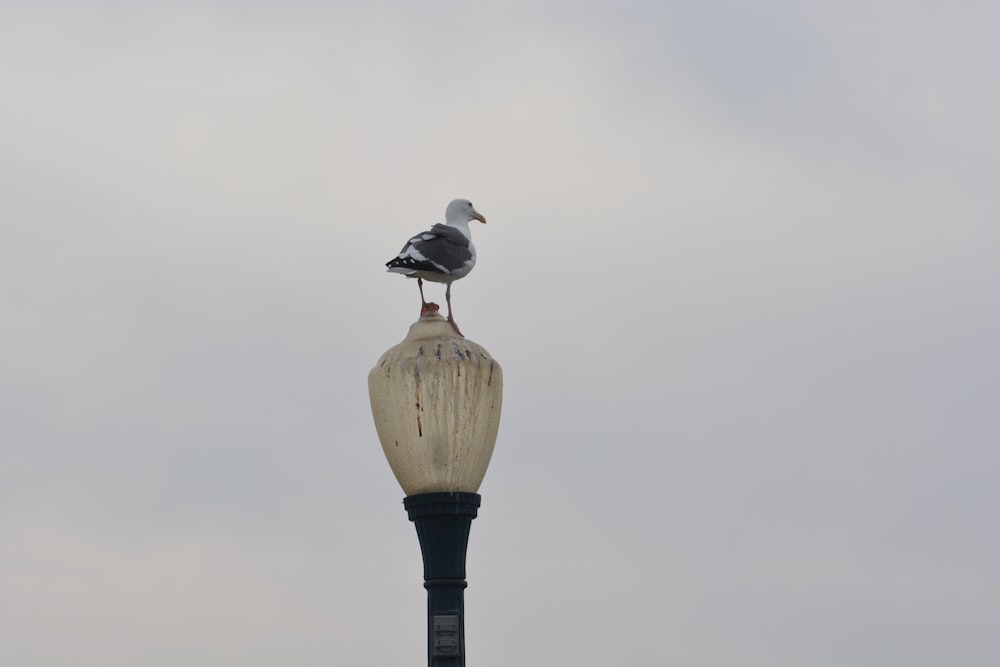 white and black bird on black stand