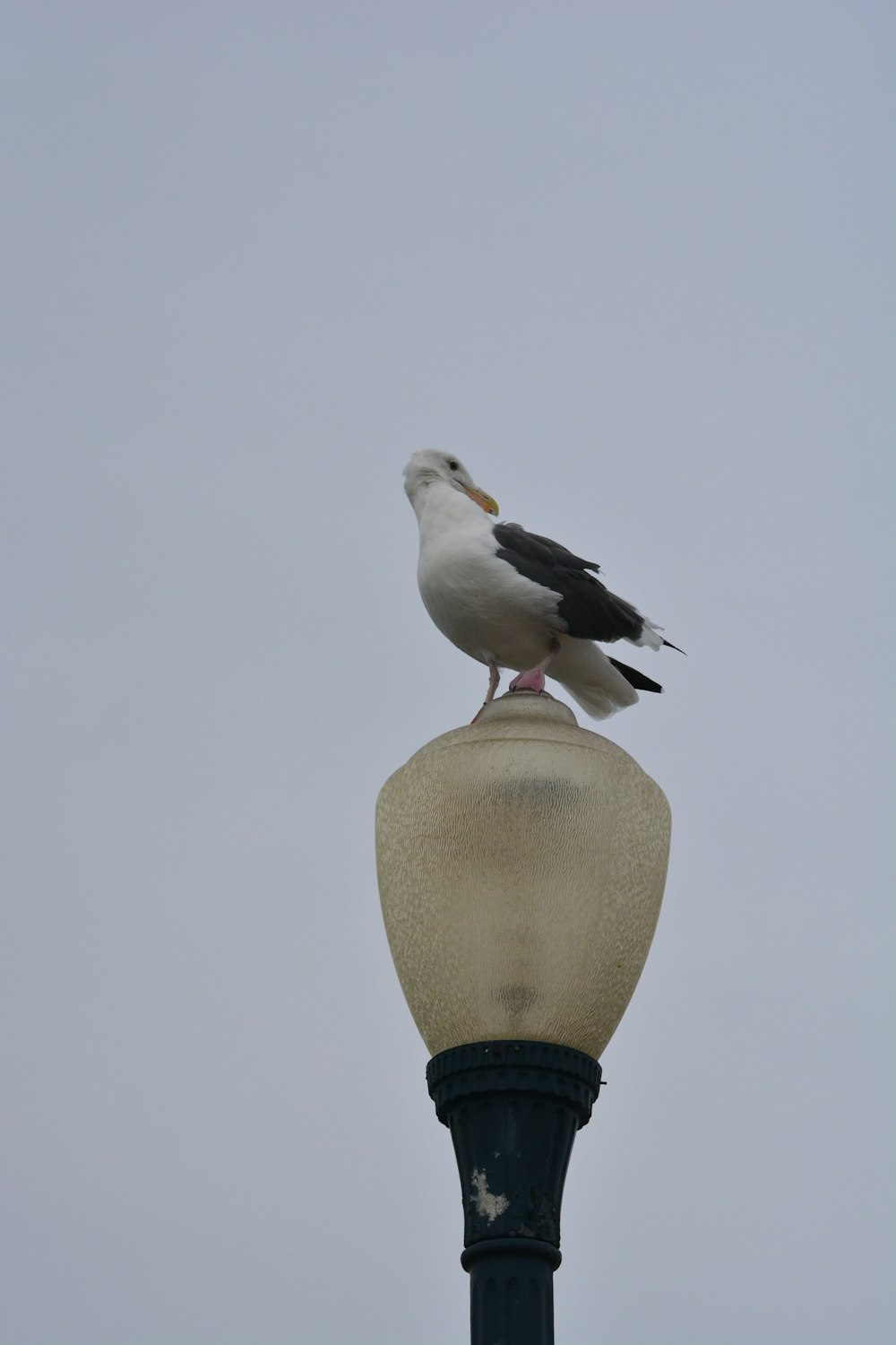 white and black bird on black and brown round stand