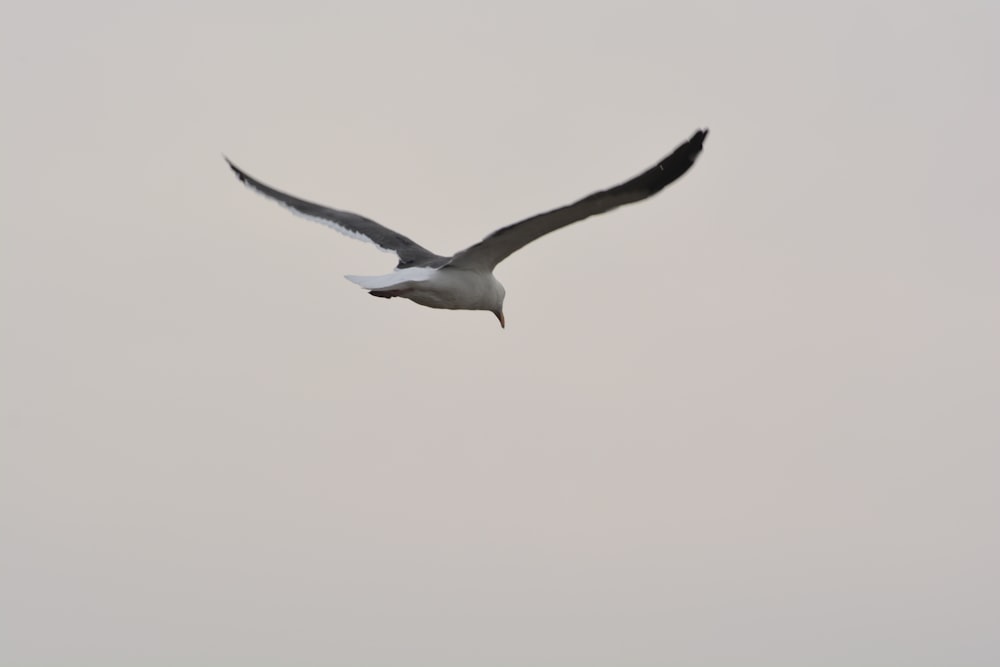 white and black bird flying