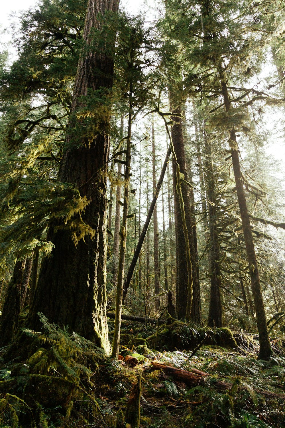 un grande albero nel mezzo di una foresta