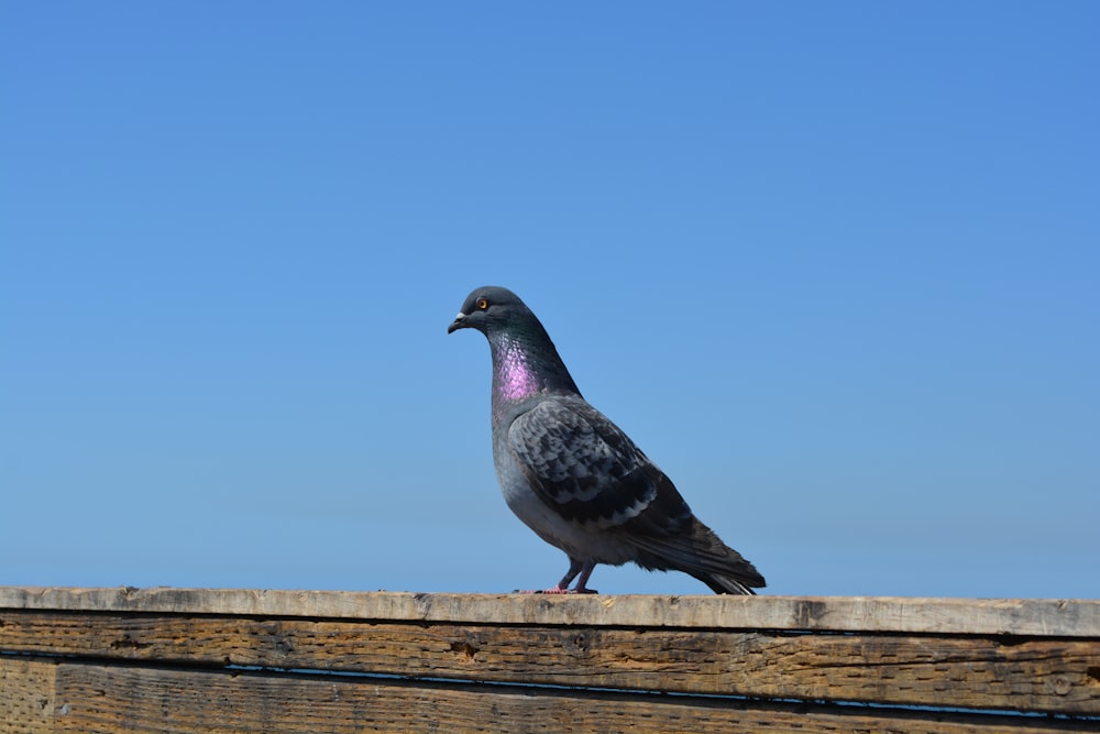 gray and black pigeon on brown wooden bench during daytime