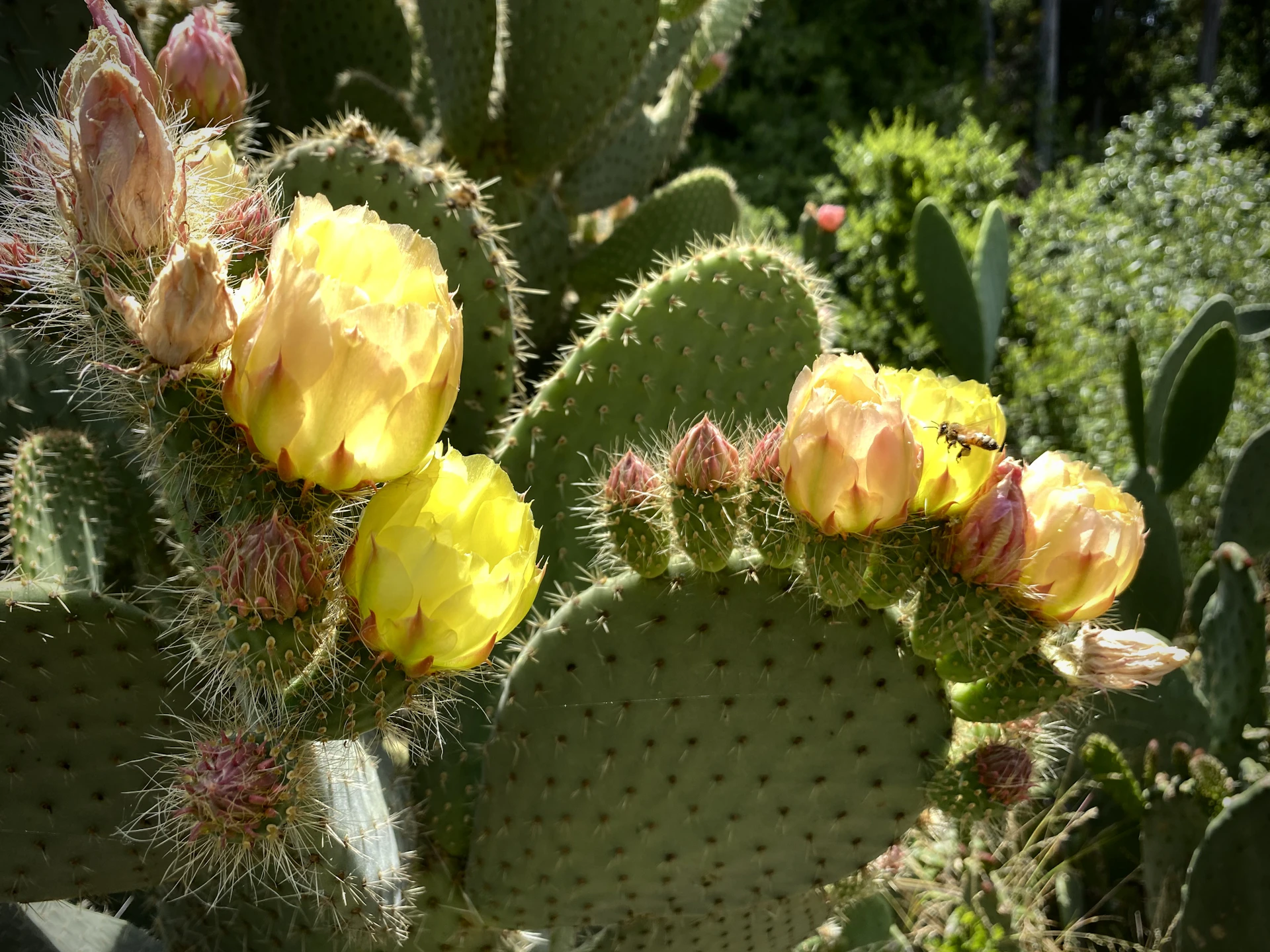 yellow flowers with green leaves