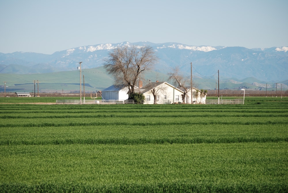 white and brown house on green grass field under blue sky during daytime