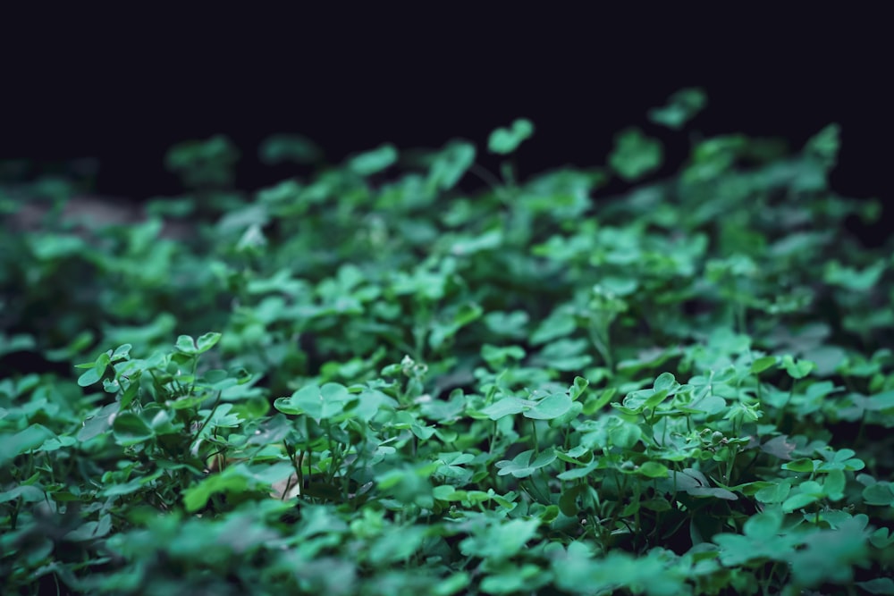 green leaves on black background