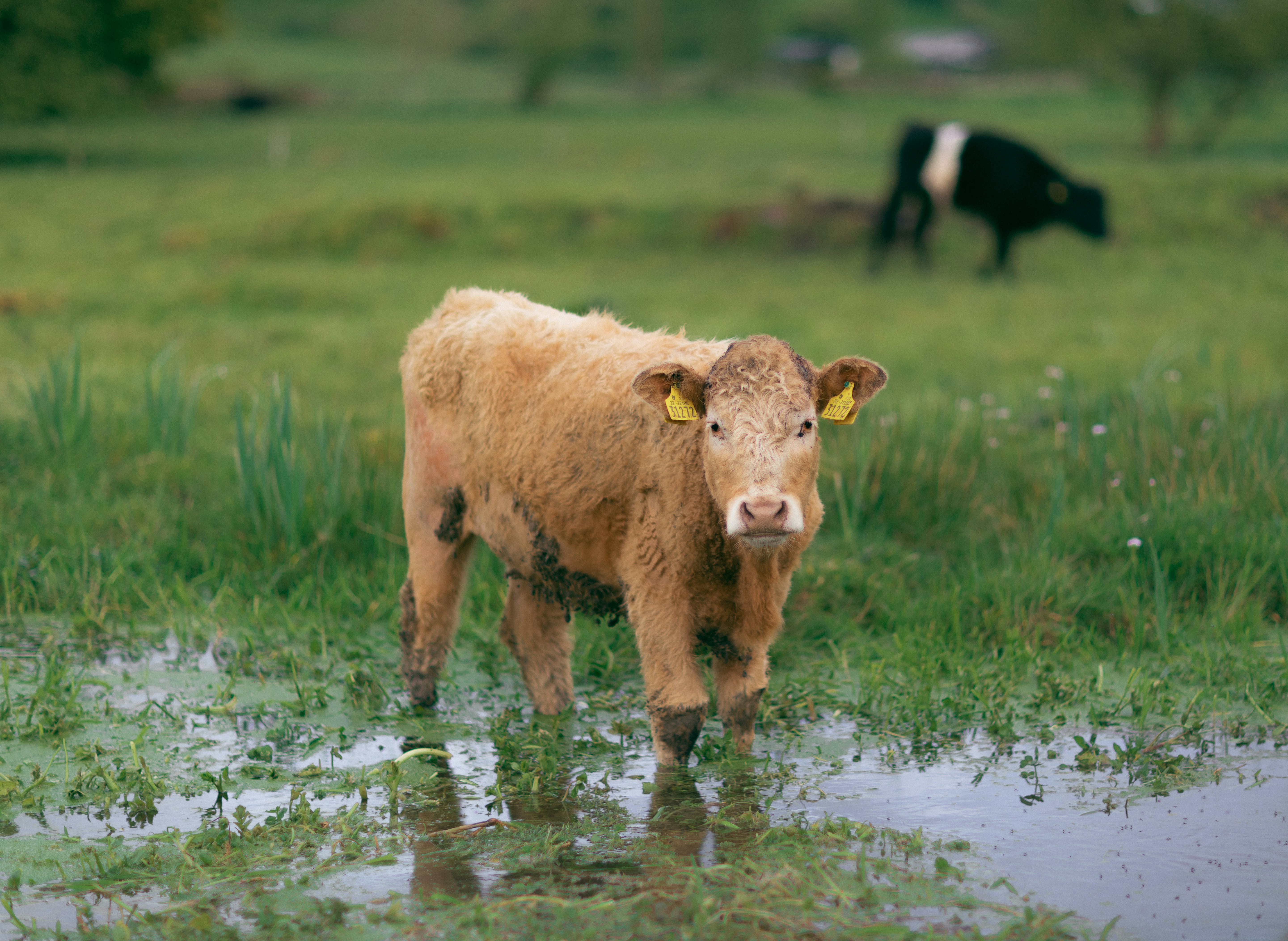 The Efficiency Engineers (image credits: unsplash)