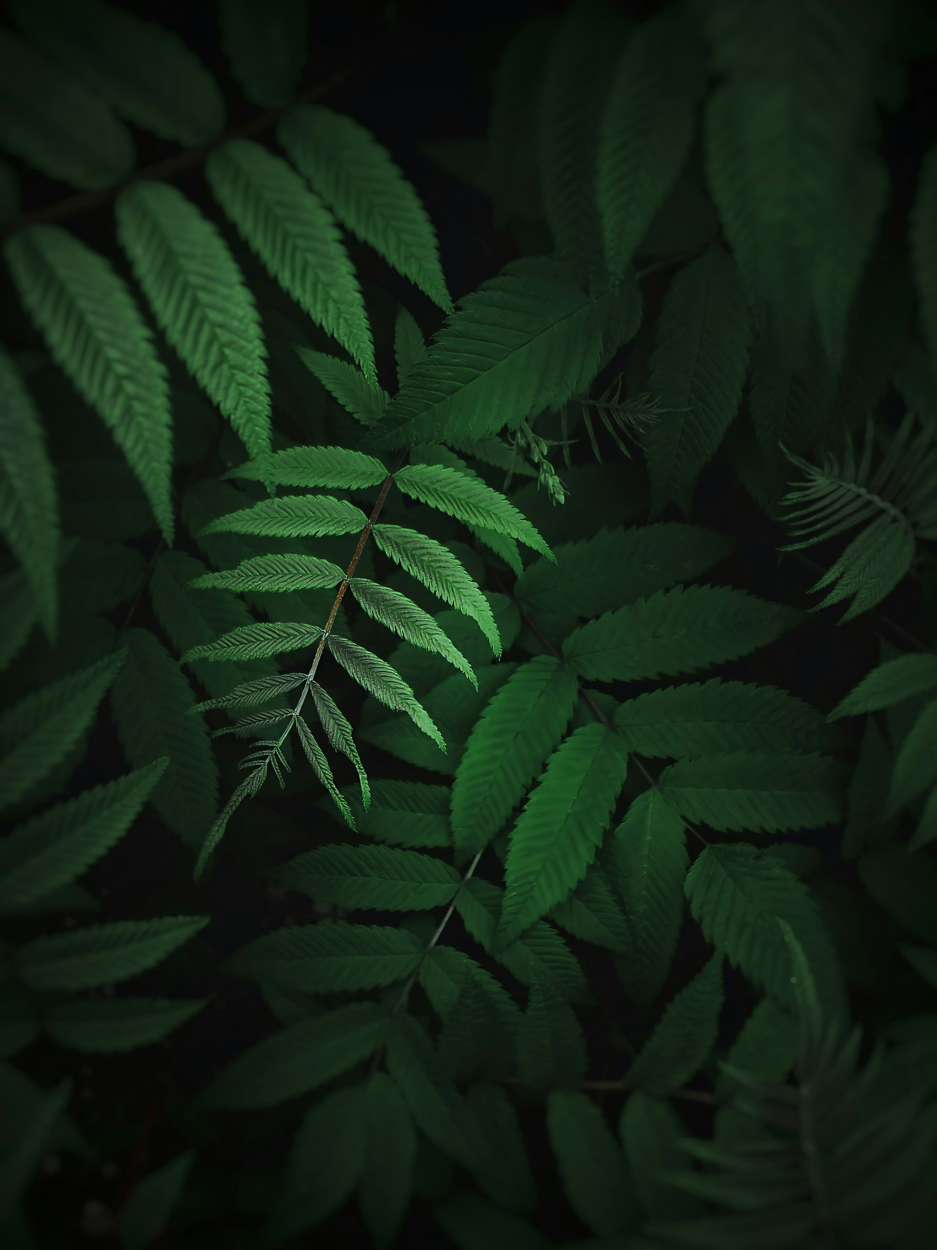 a close up of a green leafy plant