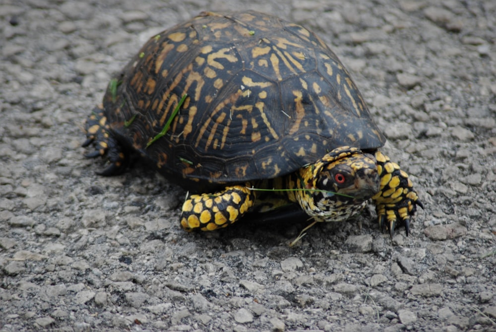 a small turtle sitting on top of a gravel road