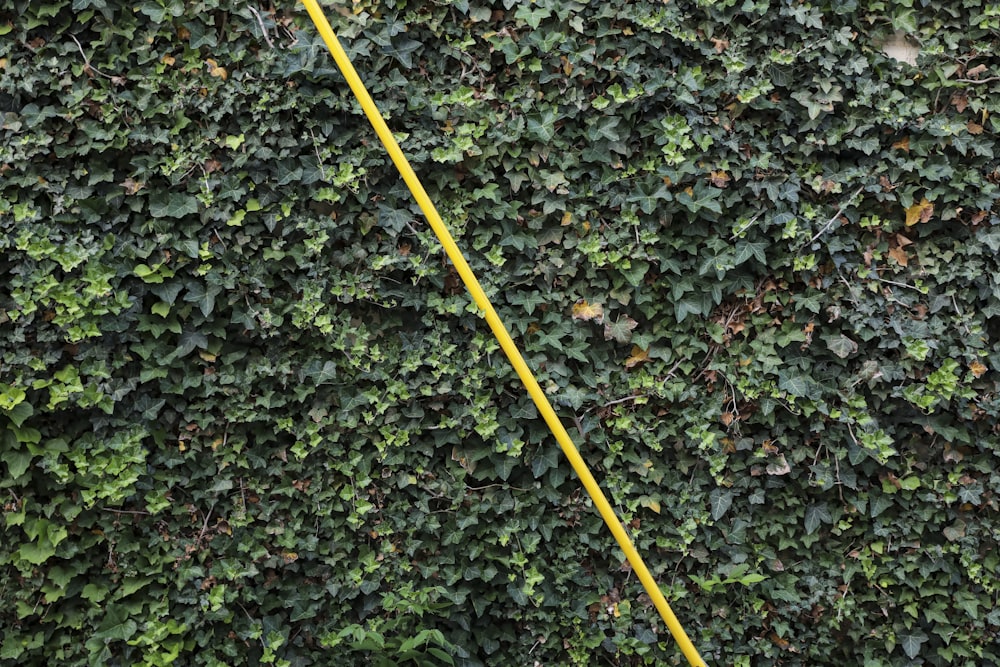 a yellow pole in front of a green wall