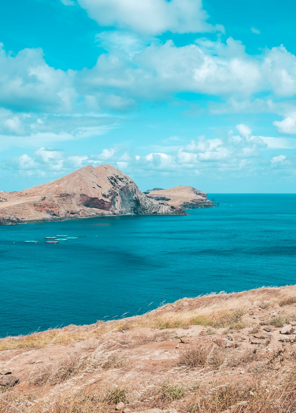 a cow standing on top of a hill next to a body of water