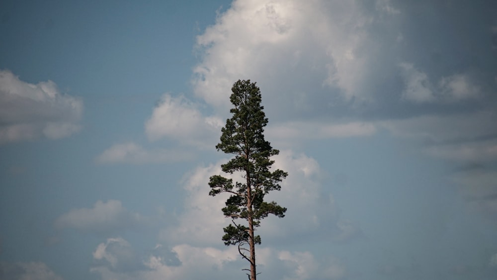albero verde sotto nuvole bianche e cielo blu durante il giorno