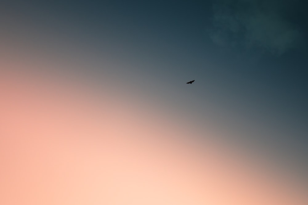 a bird flying high up in the sky