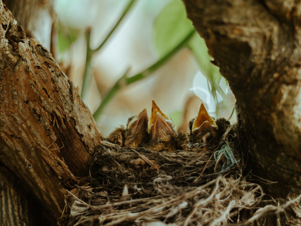 brown dried leaf on brown nest