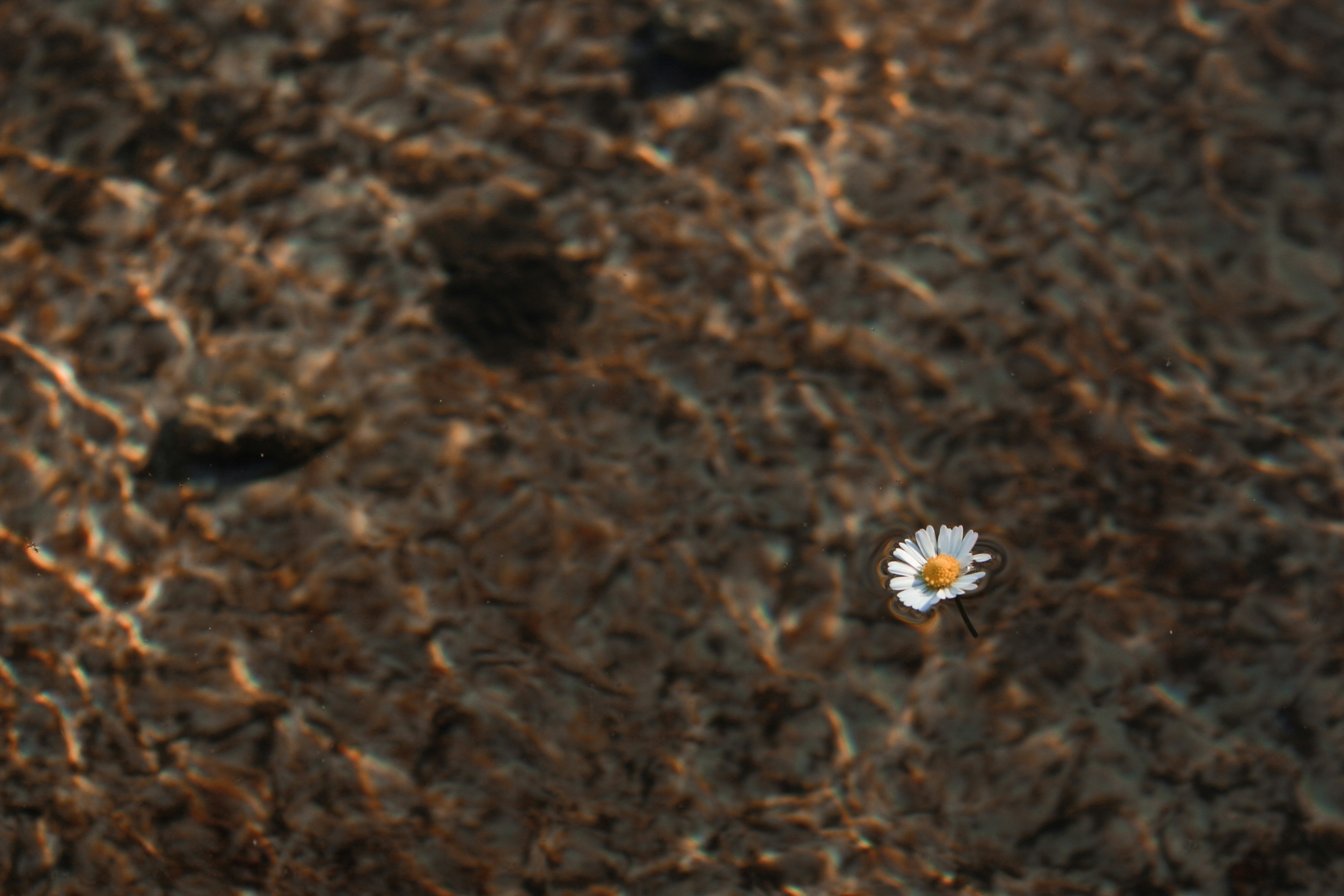 white and yellow flower on brown soil