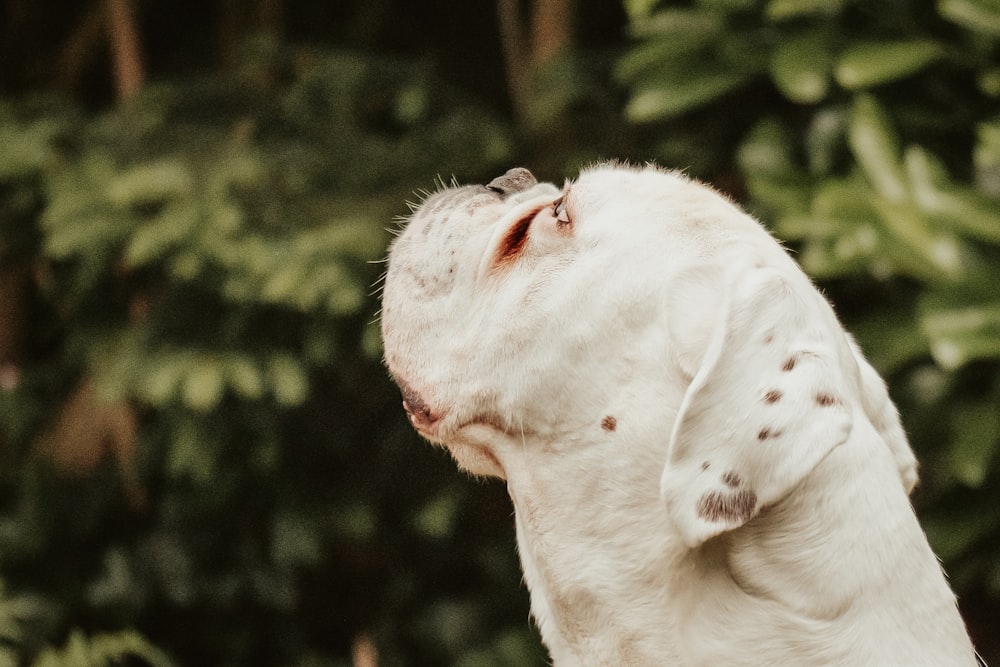 Ein weißer Hund mit braunen Flecken schaut nach oben