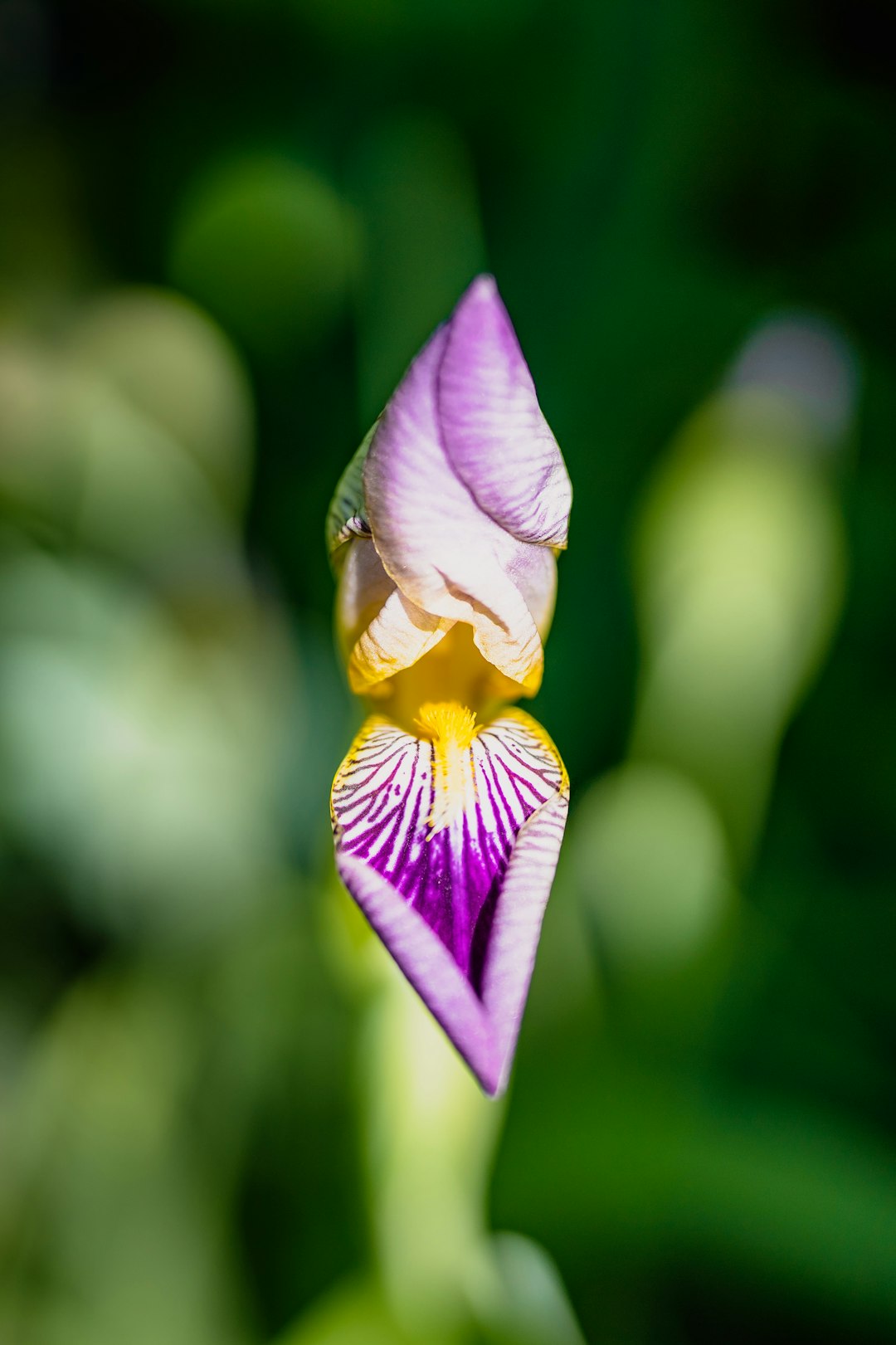 purple and yellow flower in tilt shift lens