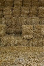 brown wheat field during daytime