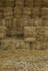 brown wheat field during daytime