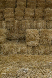 brown wheat field during daytime