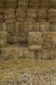 brown wheat field during daytime