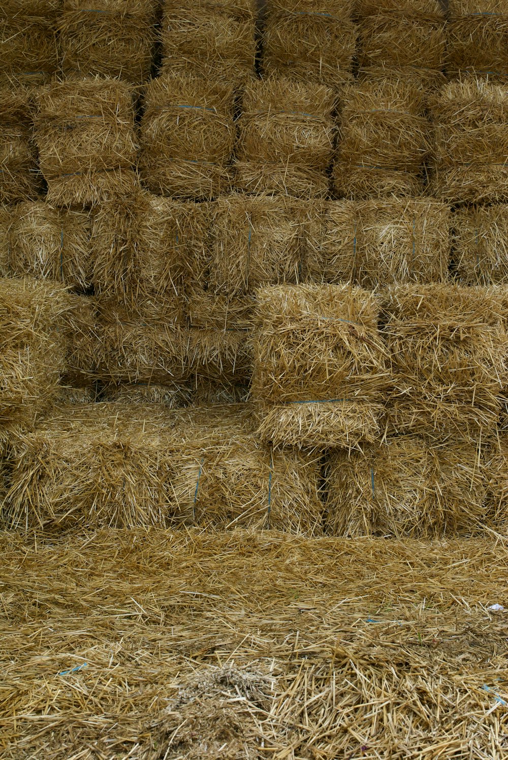 Brunisson du champ de blé pendant la journée