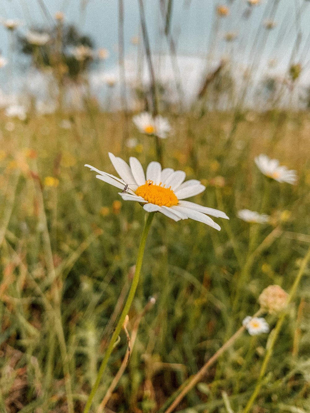 a single daisy in a field of tall grass