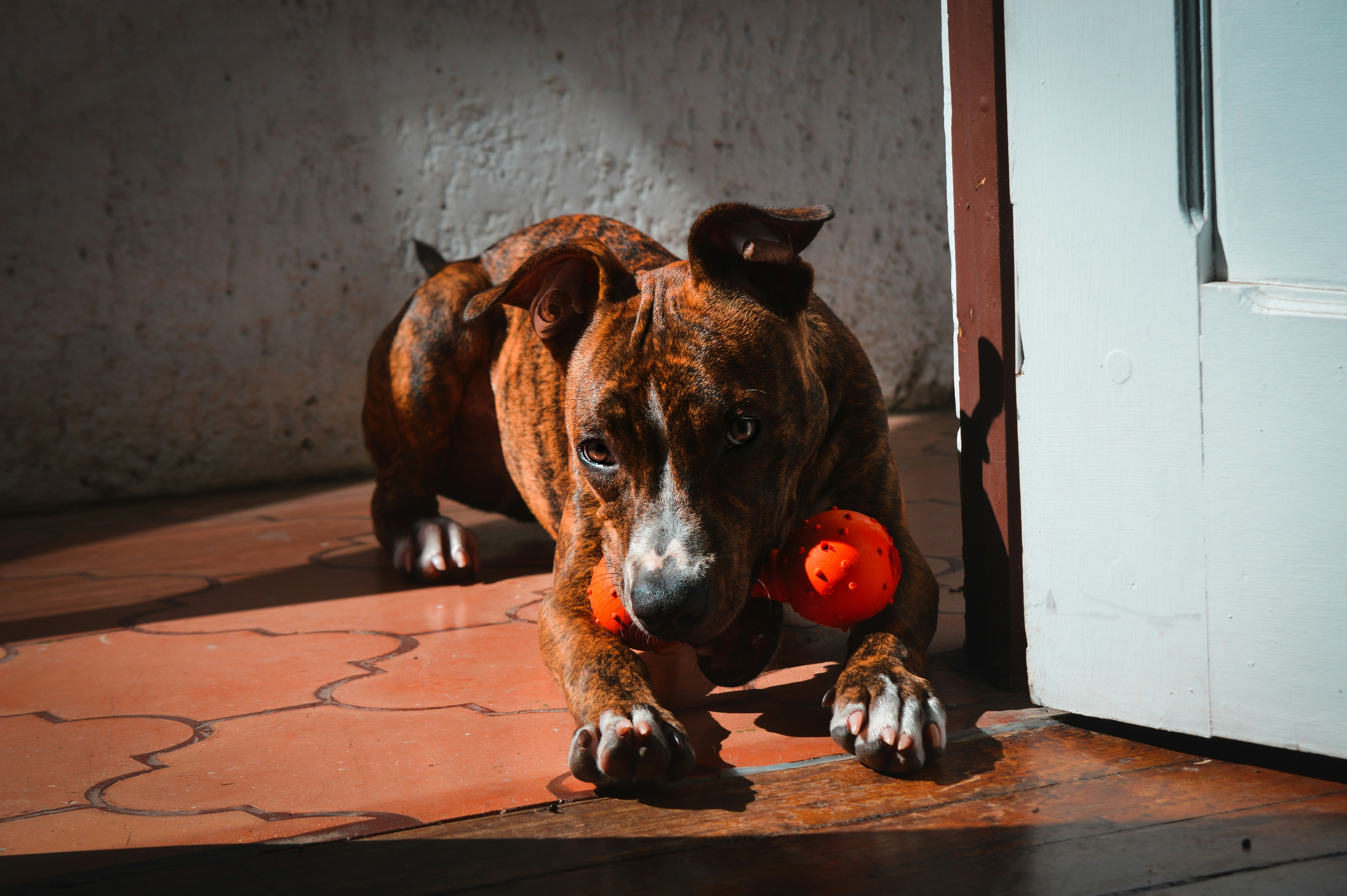 Small dog with various chew toys