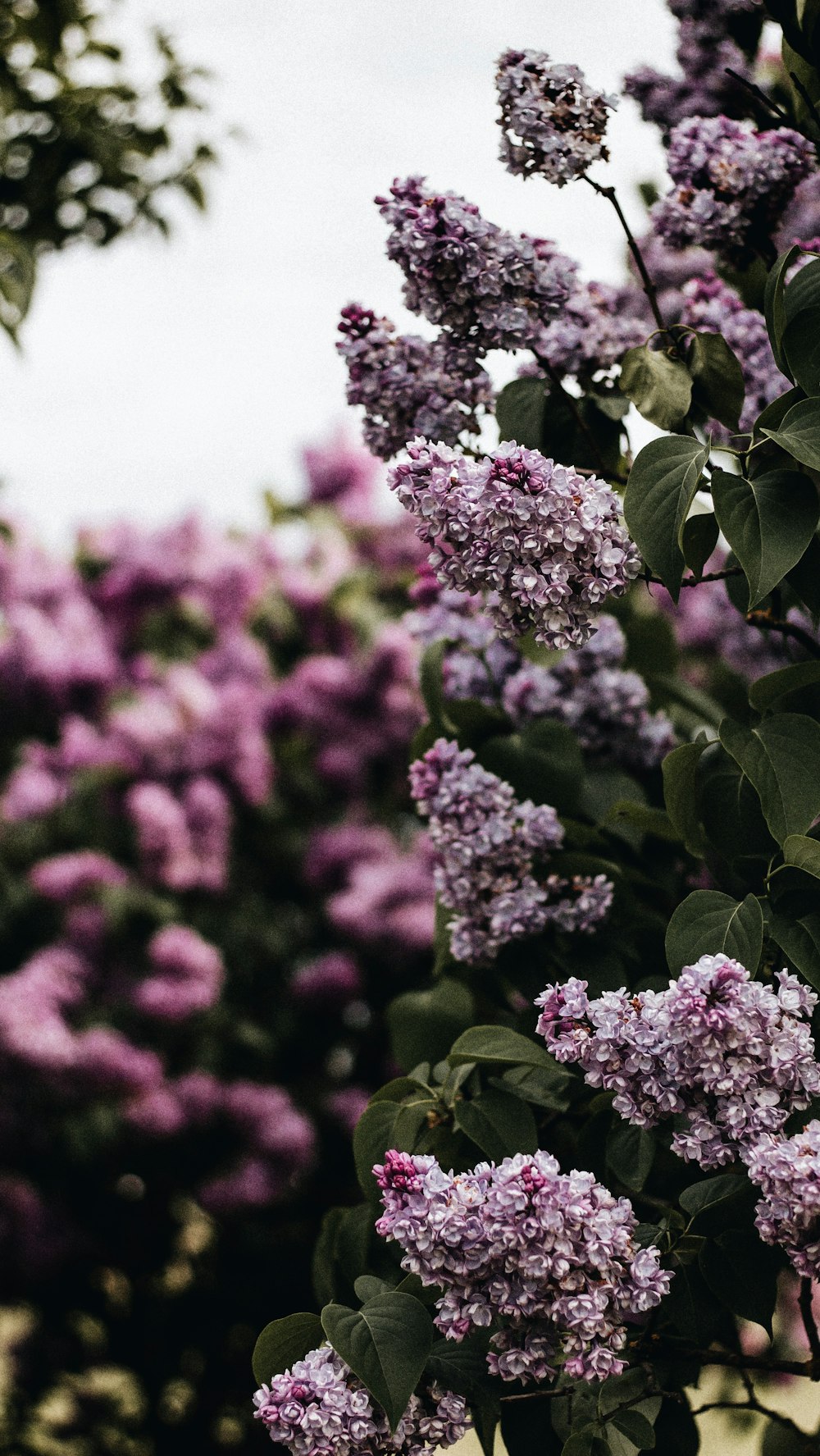 a bunch of purple flowers growing on a tree