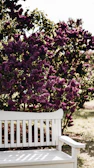 A rustic wooden bench surrounded by blooming lavender and soft sunlight in Kupiškis blooms.