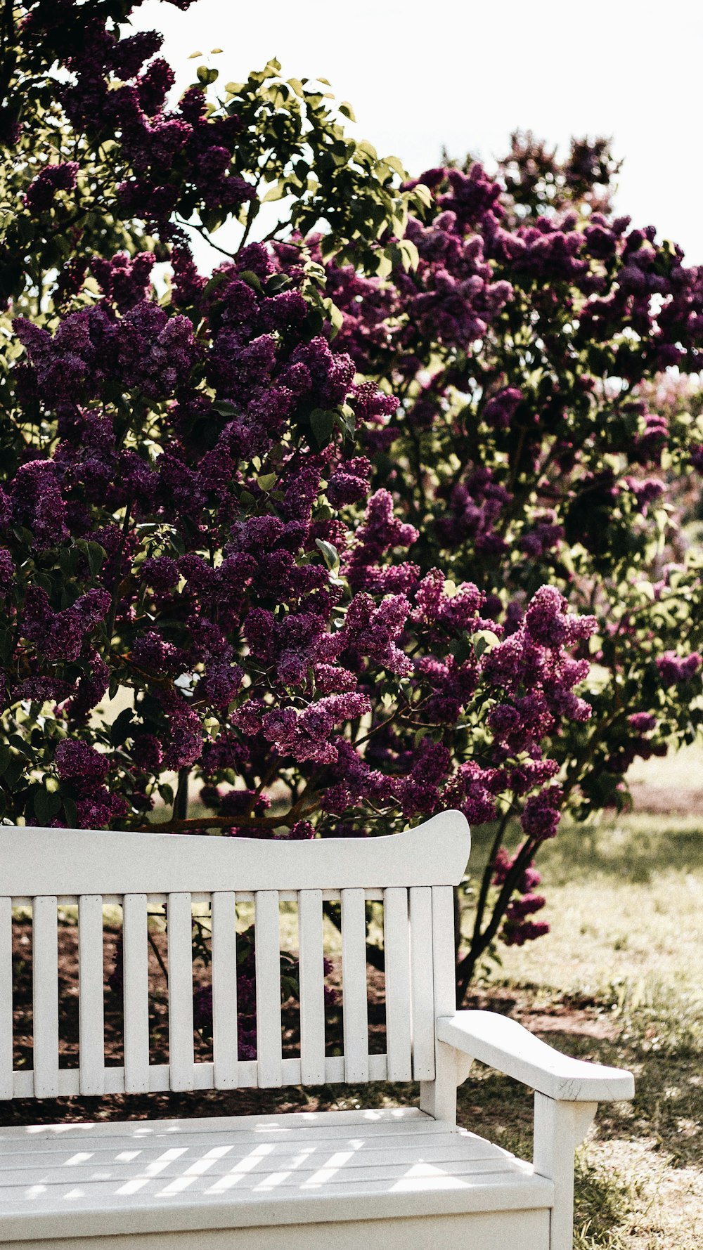 a white bench sitting in front of a tree filled with purple flowers