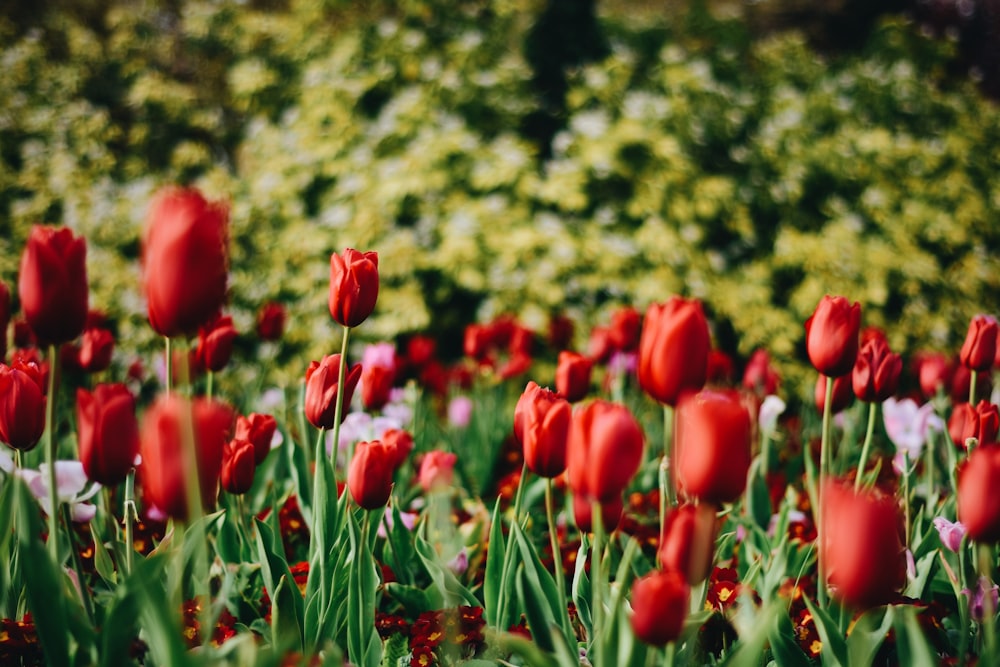 a field full of red tulips and other flowers
