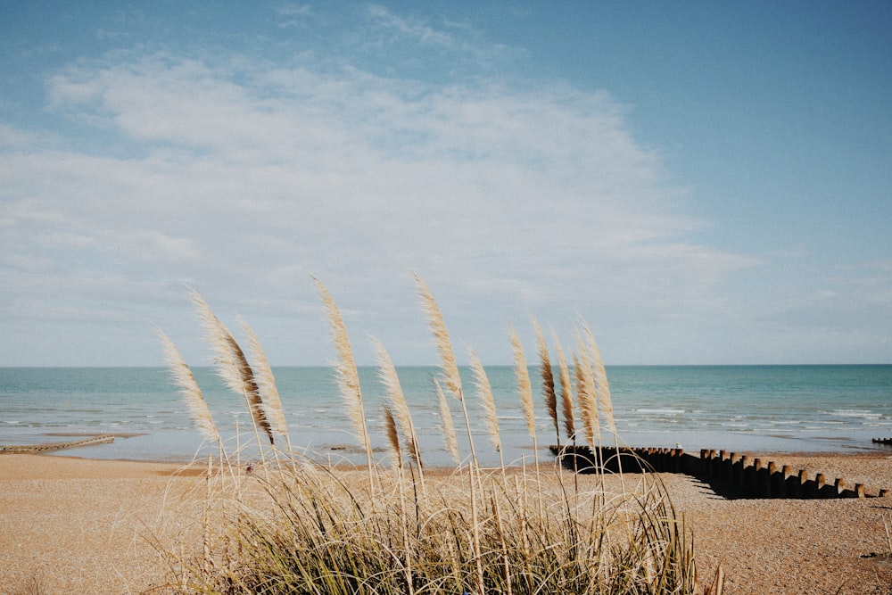 a bunch of tall grass sitting on top of a sandy beach