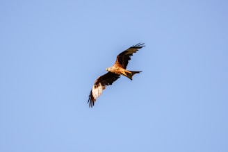 A red kite flying through a blue sky