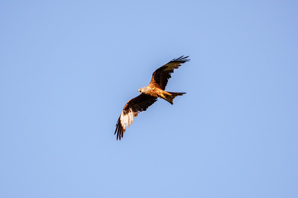 a large bird flying through a blue sky
