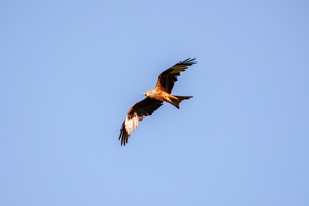 Un gran pájaro volando a través de un cielo azul