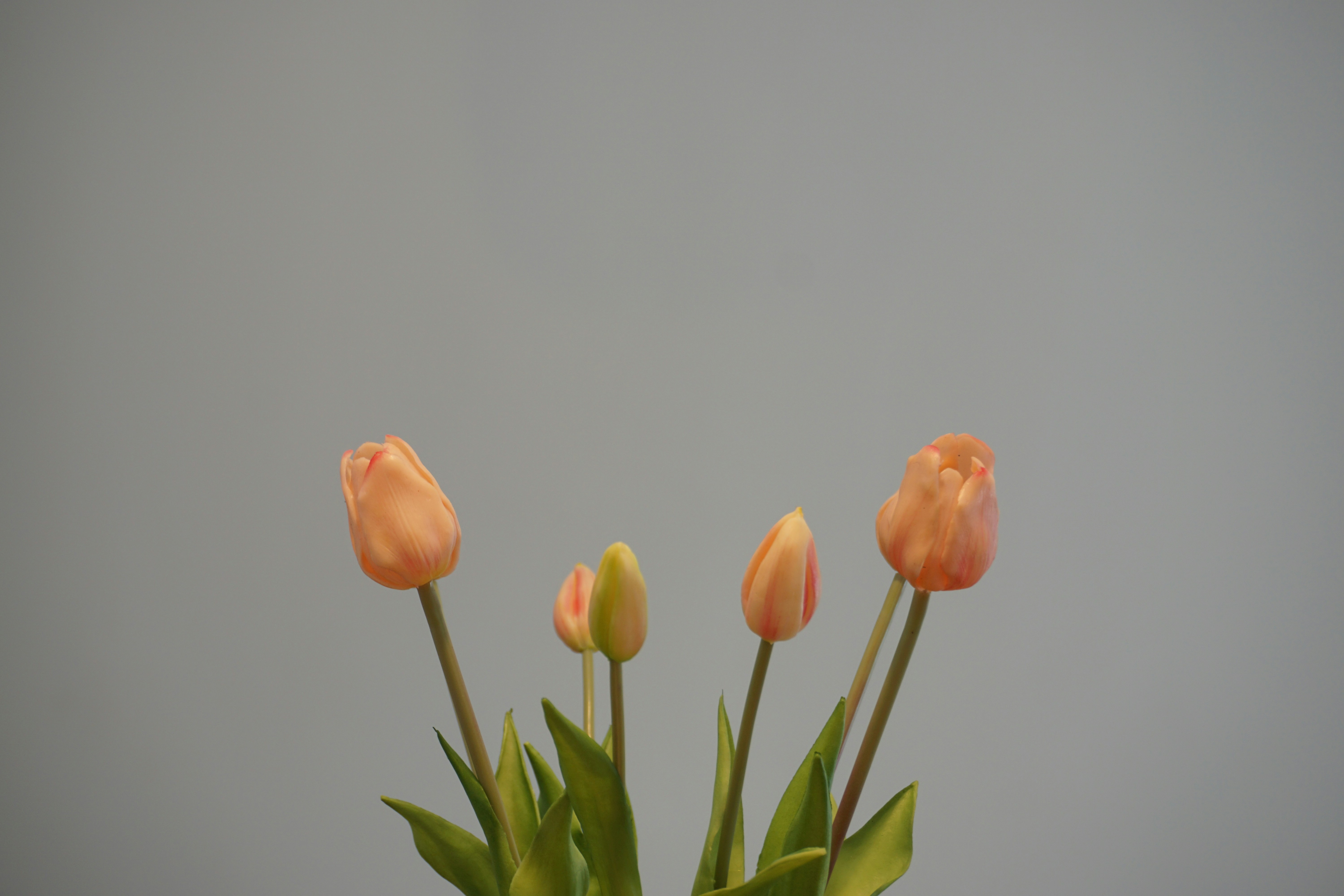 orange tulips in close up photography