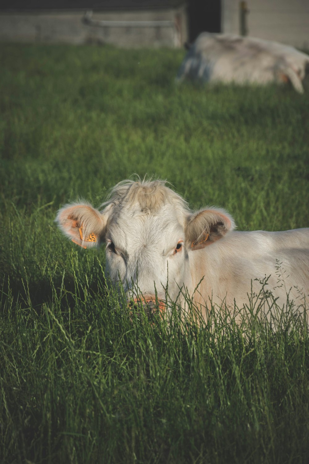 brown cow on green grass field during daytime