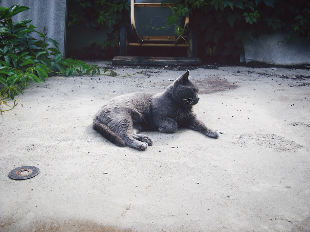 gray cat lying on gray concrete floor