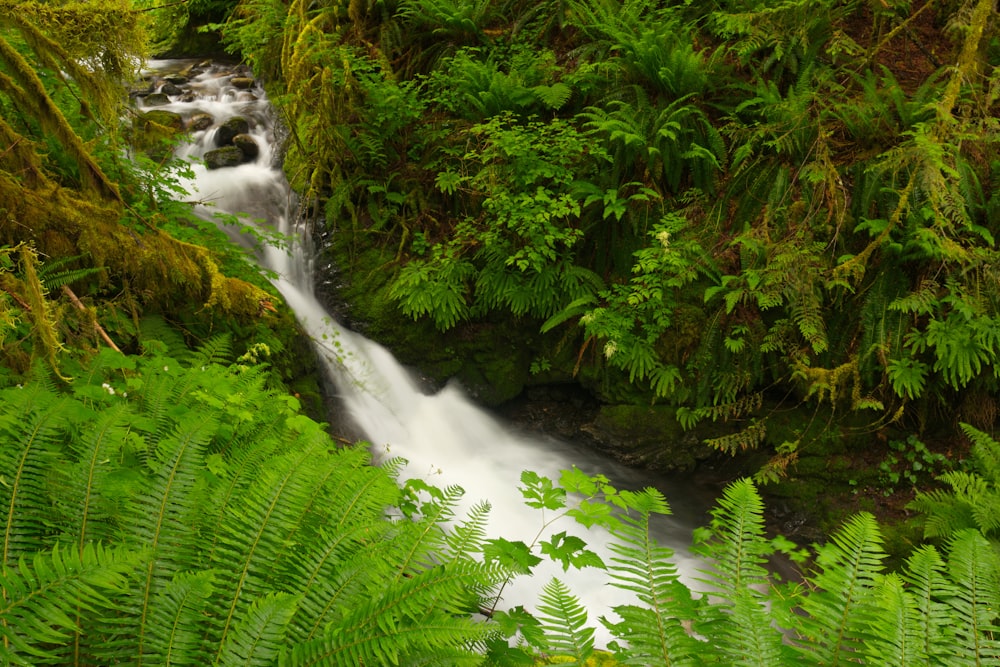 green moss on water falls