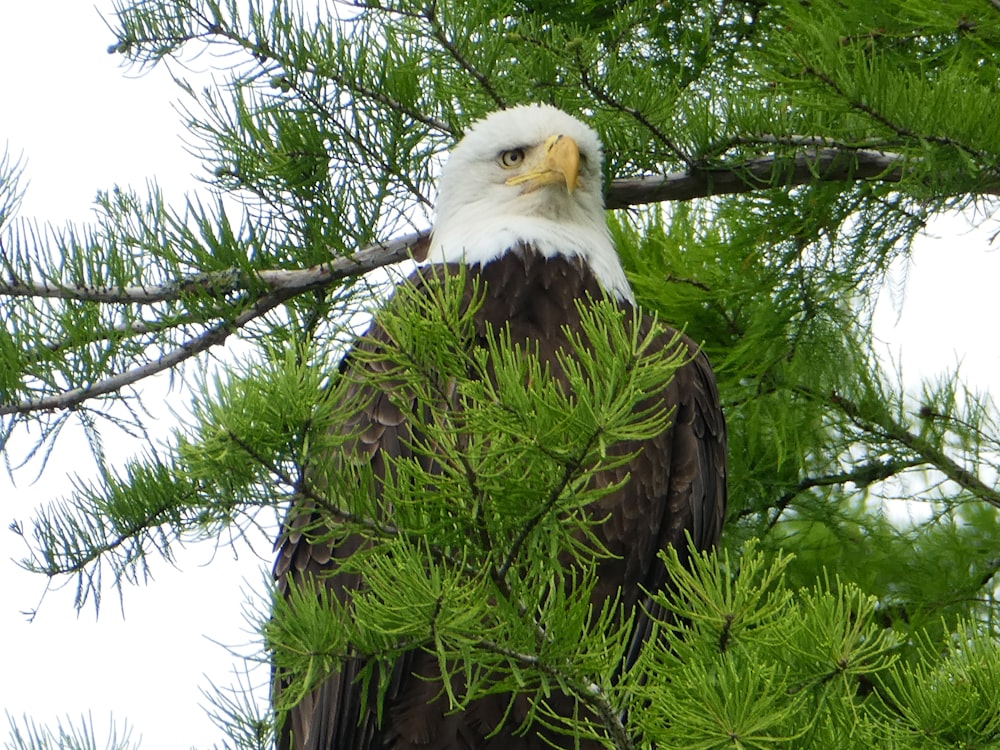 bald eagle on tree branch during daytime