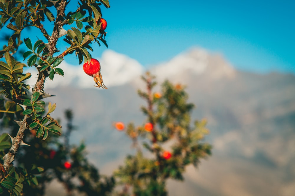 a bird perched on a tree branch with a mountain in the background