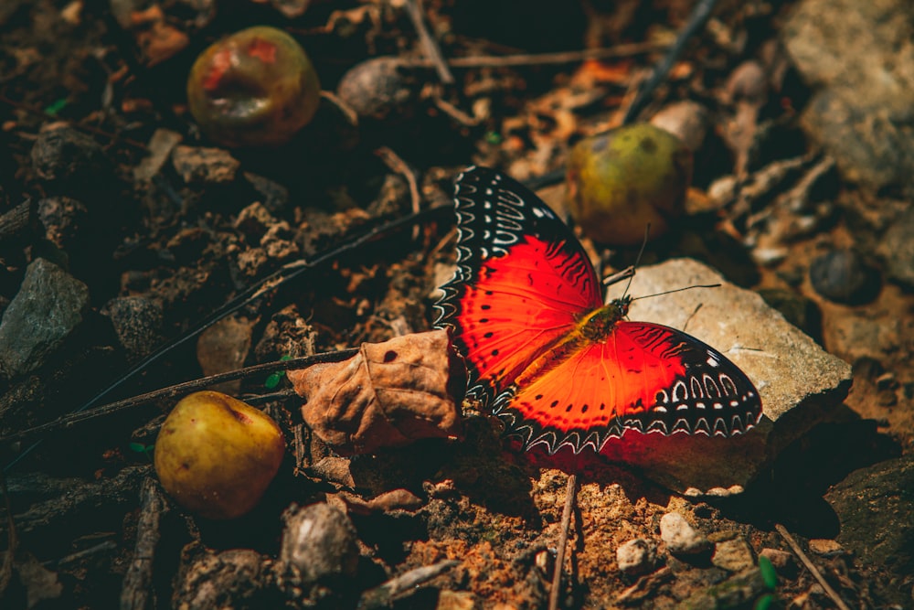 a red butterfly sitting on top of a leaf covered ground
